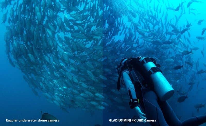 Chasing Gladius Mini - intensity of nature